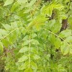 Fraxinus angustifolia Fuelha