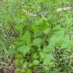 Erythrina herbacea পাতা