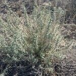 Teucrium dunense List