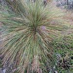 Paramochloa effusa Tervik taim