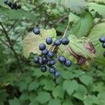 Viburnum acerifolium Fruit