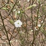 Nicotiana acuminata Φύλλο