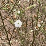 Nicotiana acuminata Blad