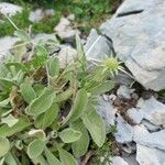 Scabiosa pyrenaica Foglia