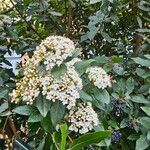 Viburnum rigidum Fleur