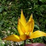 Tulipa sylvestris Fiore