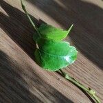 Parthenocissus tricuspidata Leaf