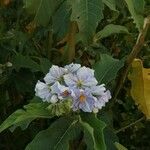 Solanum bonariense Flor