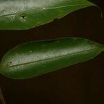 Xylopia nitida Leaf