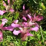 Saponaria pumila Flower