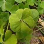 Oxalis acetosella Blad