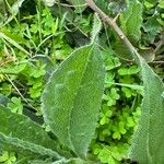 Anchusa azurea Blad