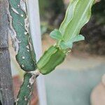 Cissus quadrangularisLapas