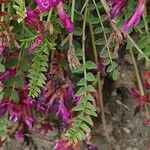 Astragalus monspessulanus पत्ता