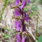 Orchis spitzelii Flower