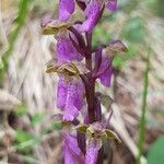 Orchis spitzelii Квітка