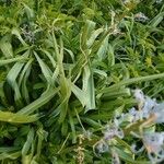Camassia cusickii Leaf