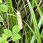 Carex pendula ফুল