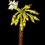 Manilkara chicle Fruto