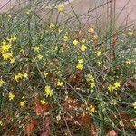 Jasminum nudiflorum عادت داشتن