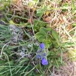 Veronica bellidioides Blomst