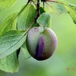 Prunus domestica Fruit