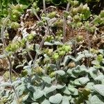 Origanum dictamnus Other