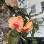 Cattleya wittigiana Λουλούδι