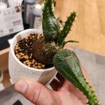 Euphorbia pseudoglobosa Levél