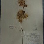 Clematis grewiiflora