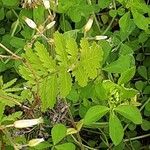 Tanacetum macrophyllum Blad