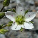 Sabulina verna Flower