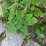 Tithonia rotundifolia Листок