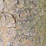Acacia senegal Bark