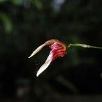 Specklinia simmleriana 花