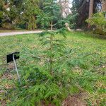 Picea crassifolia List