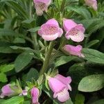 Digitalis minor Flower