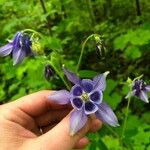 Aquilegia alpina फूल