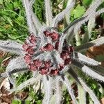 Cynoglossum magellense Flower