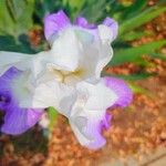 Iris pallida Fleur