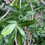 Dracaena angustifolia Blatt