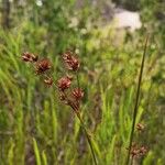 Cladium mariscoides Hedelmä