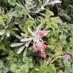 Helichrysum monogynum Kwiat