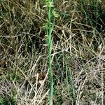 Ophrys sphegodes Habitus