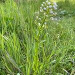 Thlaspi arvense Habit