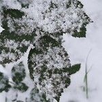 Rubus questieri Blad