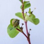 Euphorbia platyphyllos Fruto