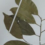 Aspidosperma spruceanum
