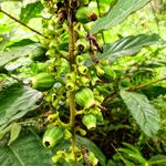 Bertiera racemosa Floro