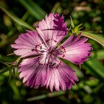 Dianthus seguieri Квітка
